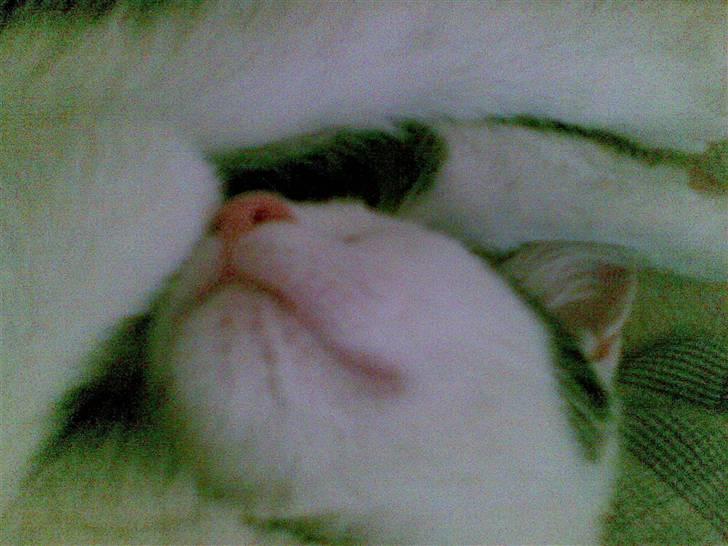 Huskat Fifi - zzzzzzzzzzzzzzzzzzzzzzzzzzzzzzzzzzzzzzzzzz billede 10