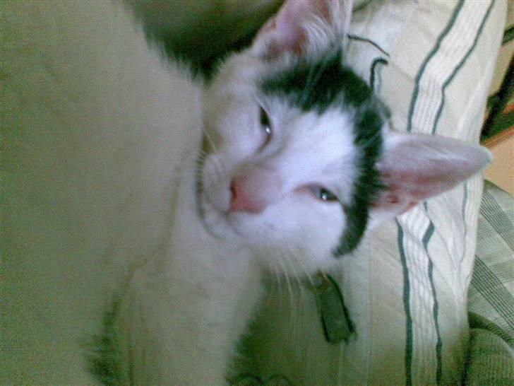 Huskat Fifi - Smukke misserpige... billede 11