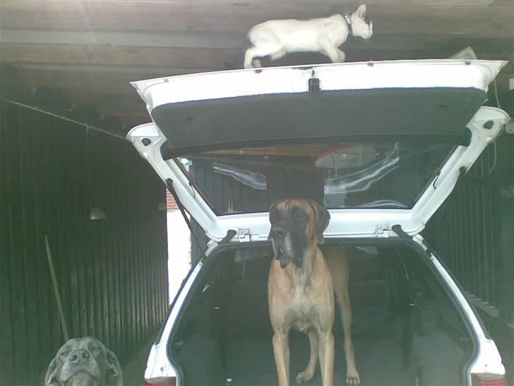 Huskat Fifi - lejdadddadadaaa...  billede 12