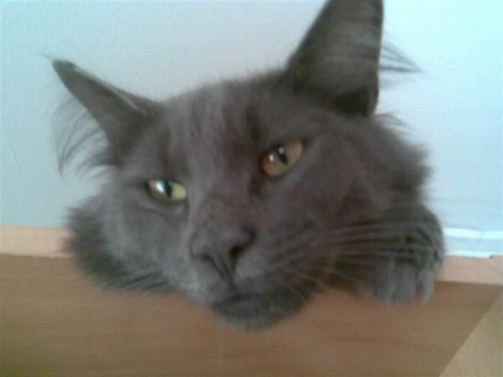 Norsk Skovkat Ballou billede 7