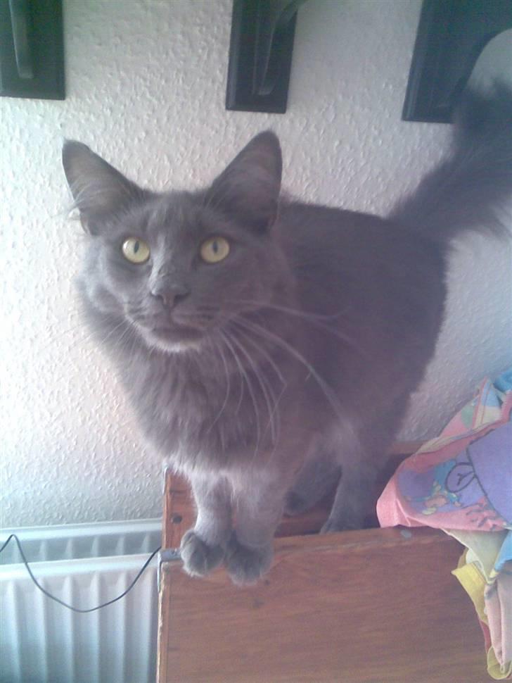 Norsk Skovkat Ballou billede 8