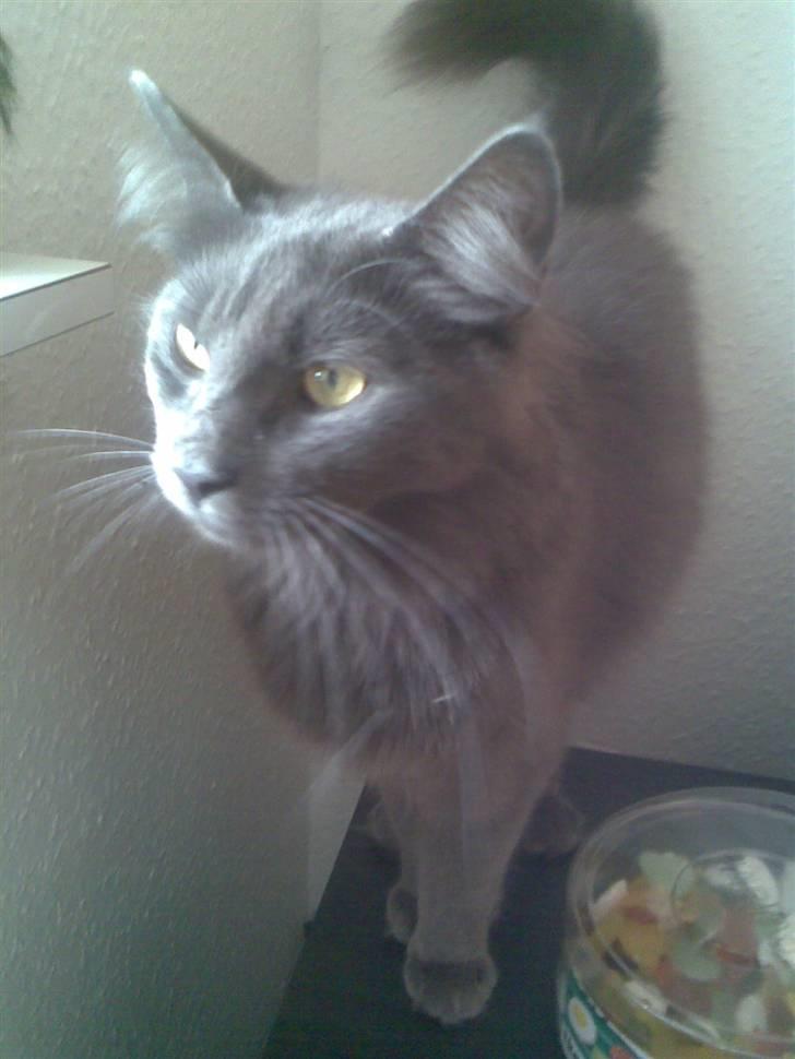 Norsk Skovkat Ballou billede 9