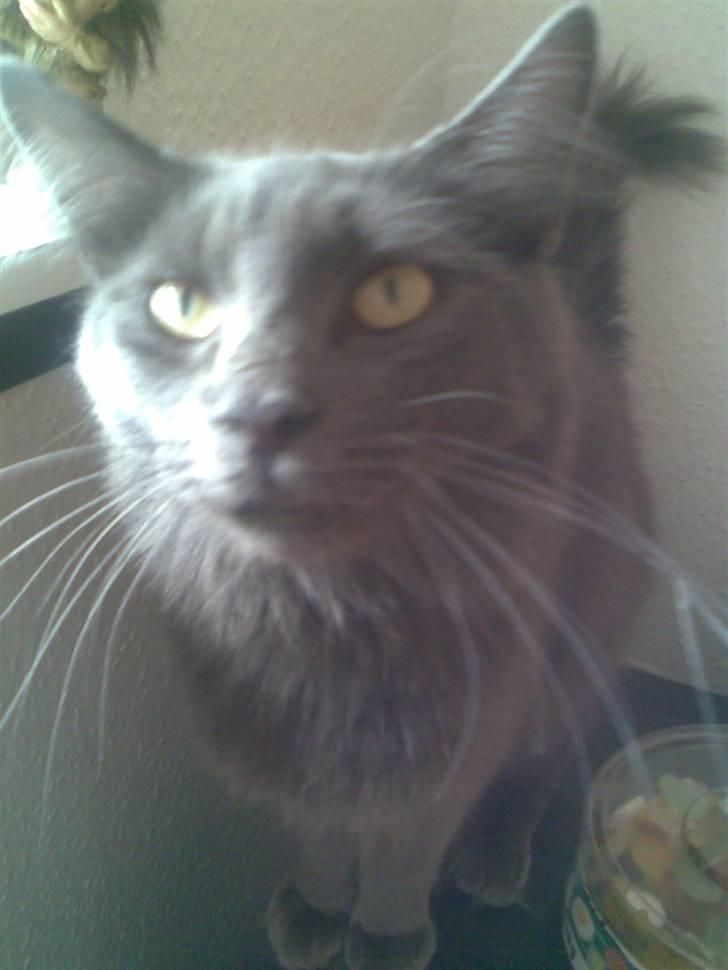 Norsk Skovkat Ballou billede 10