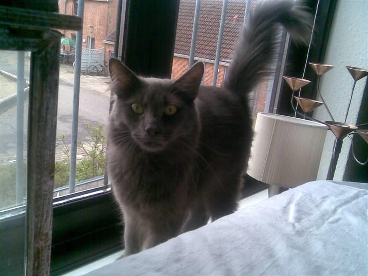 Norsk Skovkat Ballou billede 11