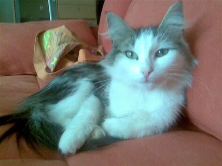 Norsk Skovkat Trille billede 18