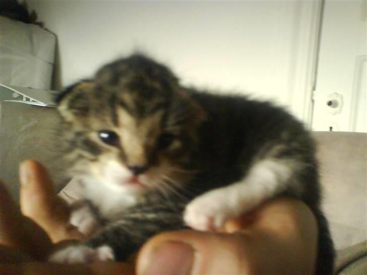 Huskat Tiger - 3 uger gammel billede 1