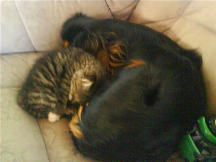 Huskat Tiger - Her sover jeg med hunden og det er så dejligt varmt billede 2