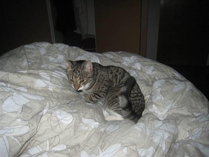 Huskat Tiger billede 3