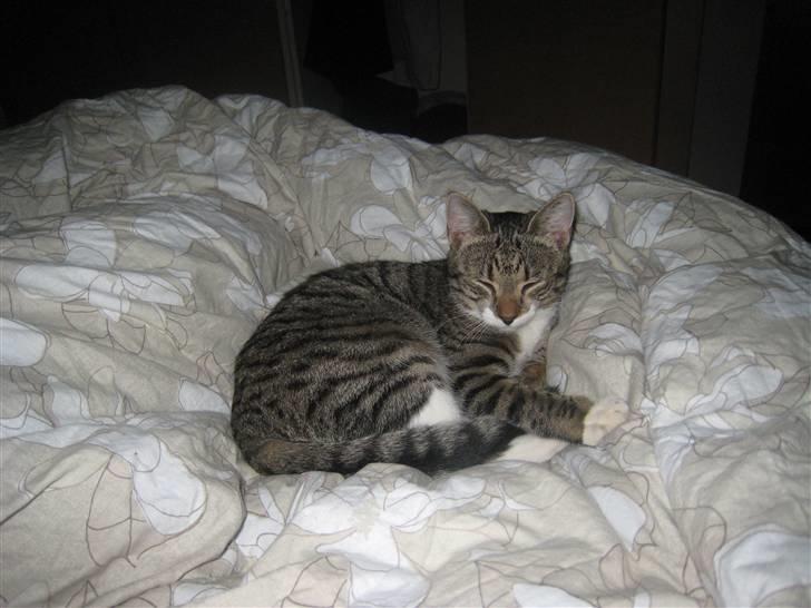 Huskat Tiger billede 4