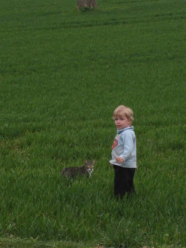 Huskat Tiger billede 5