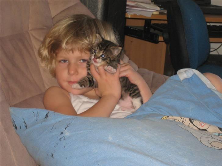 Huskat Tiger billede 6