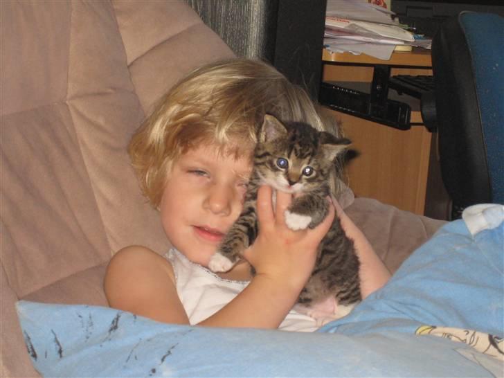 Huskat Tiger billede 7