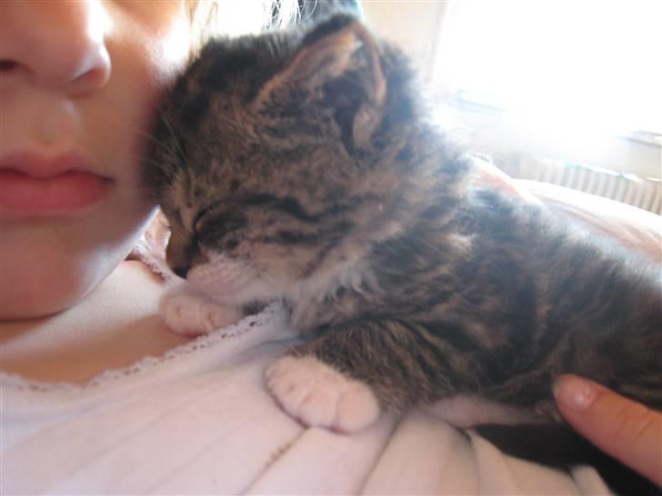 Huskat Tiger billede 8