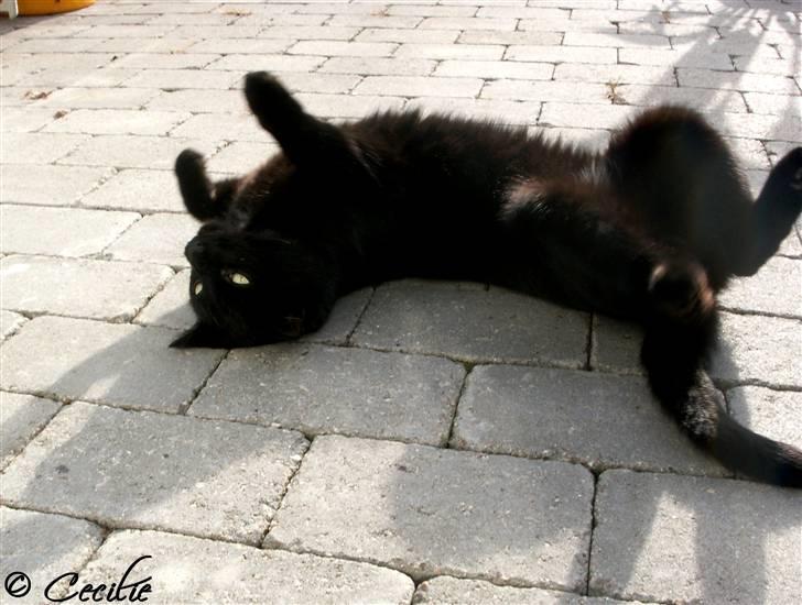 Huskat Laban. - Rulletur. :D billede 2