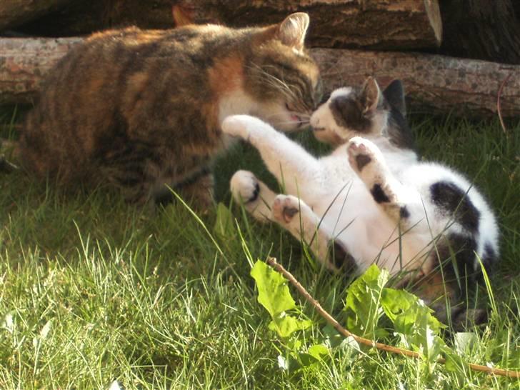 Blanding af racer Tiger*Himmelkat* billede 10