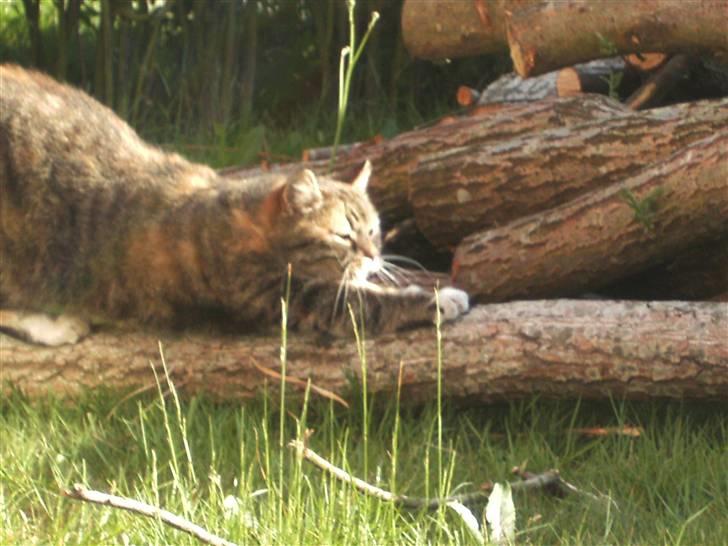 Blanding af racer Tiger*Himmelkat* billede 11