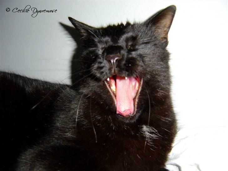 Huskat Laban. - GUUUD, jeg er træt. :) billede 4