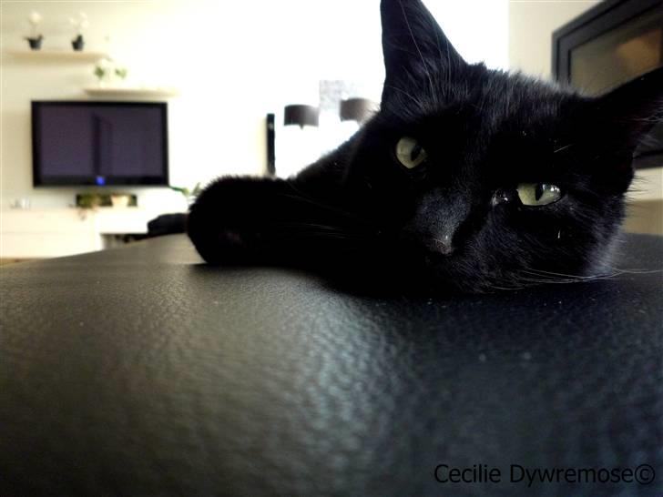 Huskat Laban. - fotomodel :D billede 5