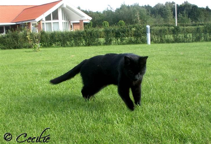 Huskat Laban. - En rulletur er altid dejlig. :) billede 6