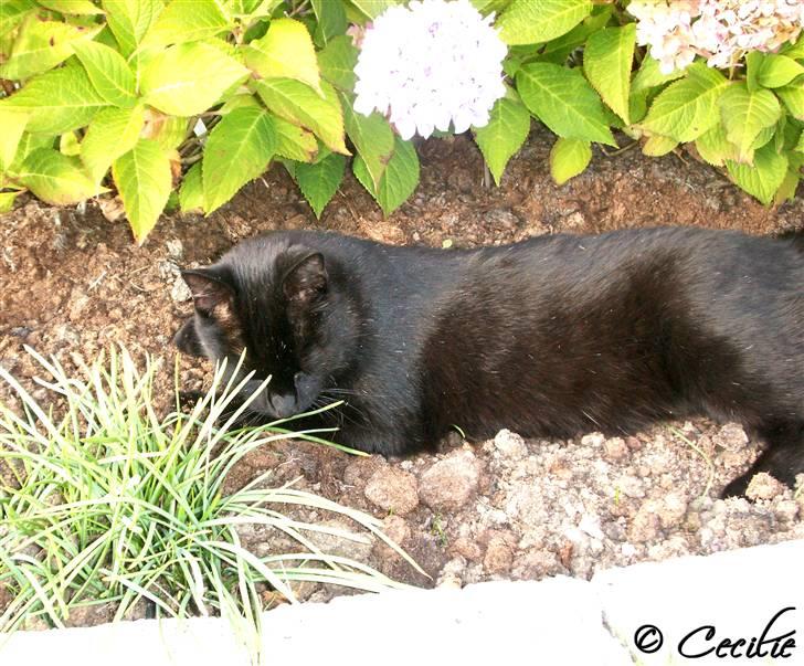 Huskat Laban. - Slappe, slappe. :) billede 7