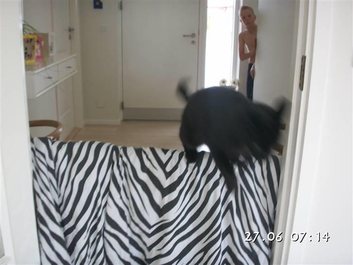 Huskat Laban. - ARBEJDE, jeg elsker det. :D billede 8