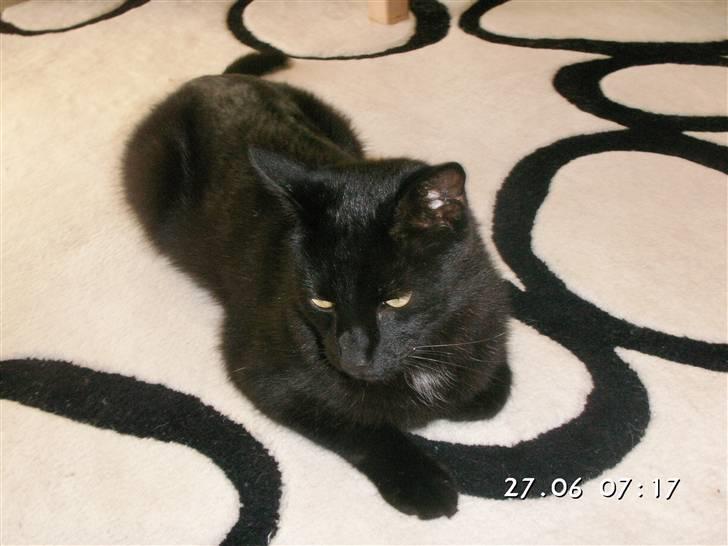 Huskat Laban. - Mor og far passer på mig her.. :) billede 9