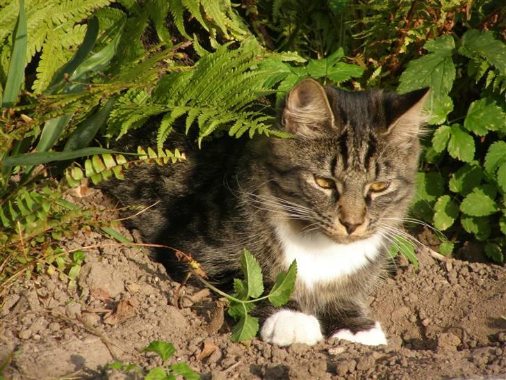 Norsk Skovkat Oskar - Vil over til min mor billede 1