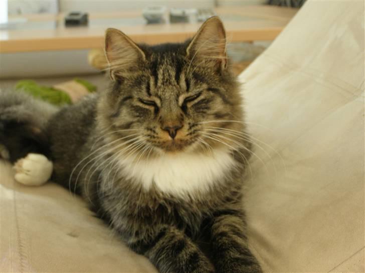 Norsk Skovkat Oskar - sidder lige og kikker lidt ud i haven  billede 2