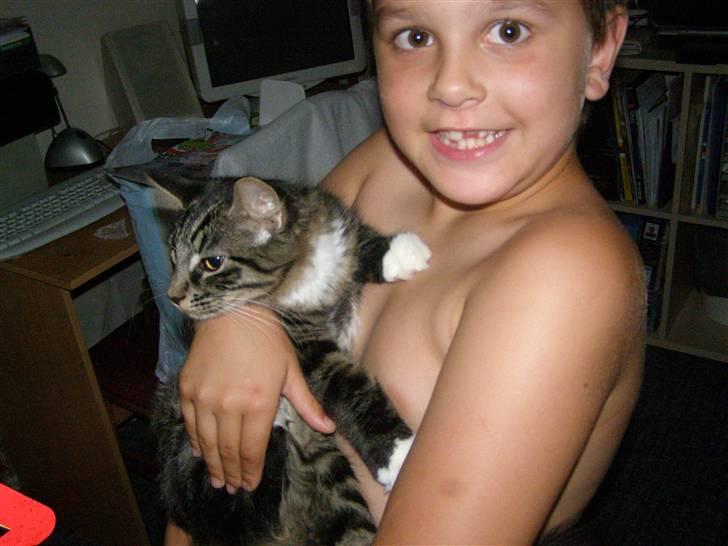 Norsk Skovkat Oskar billede 3