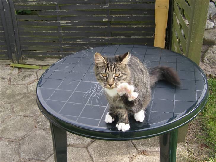 Norsk Skovkat Oskar billede 4