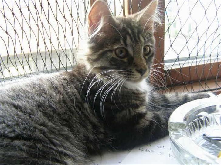 Norsk Skovkat Oskar - Kong oskar hi hi  billede 6