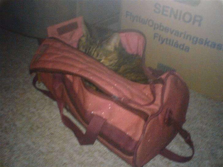 Huskat persillemis - persillemis i en gammel diddl taske (hun gik selv der ned i):P billede 2