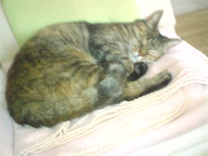 Huskat persillemis - persillemis der sover:P billede 3