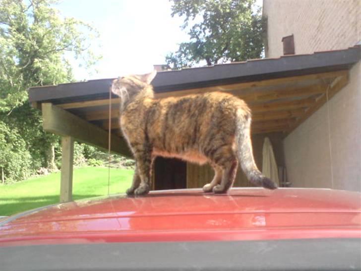 Huskat persillemis - persillemis der er oppe på vores gamle bil:P billede 5