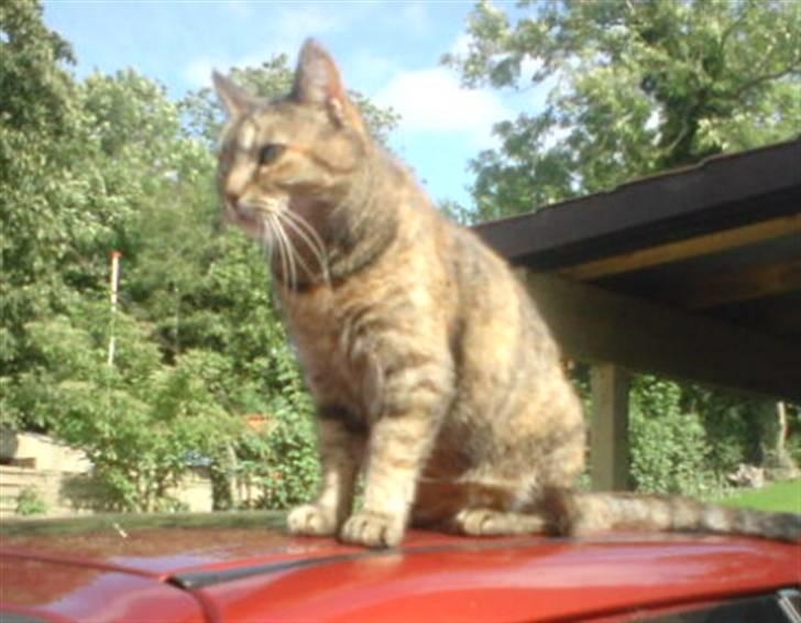 Huskat persillemis - heei med jer jeg er stadig oppe på bilen:P billede 6