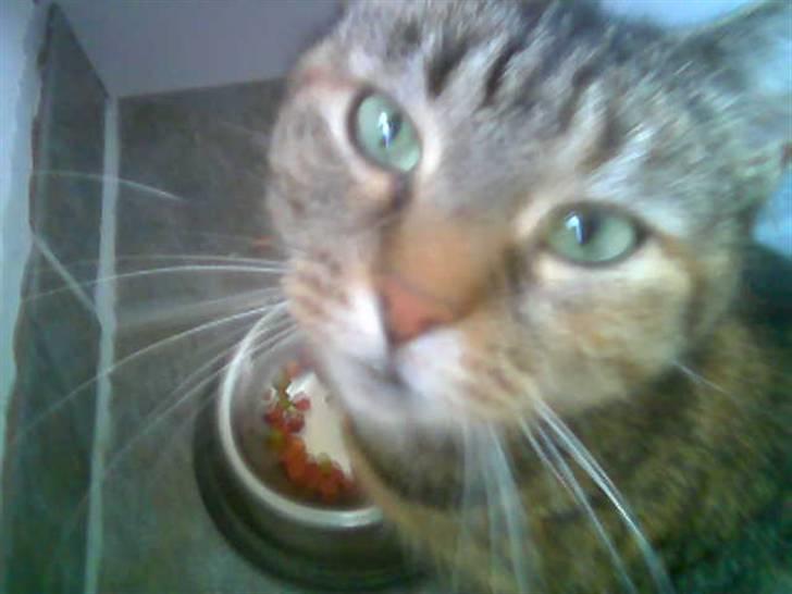 Huskat persillemis - eej der er et kamera:P billede 7