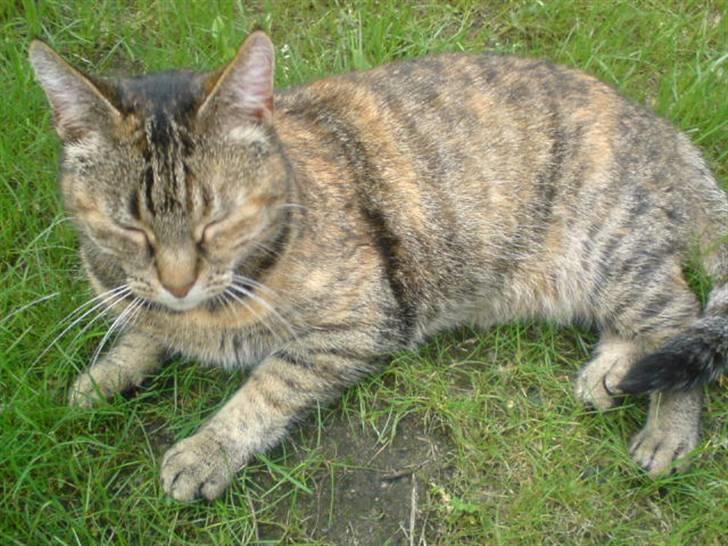 Huskat persillemis - mis daser udenfor:P billede 8