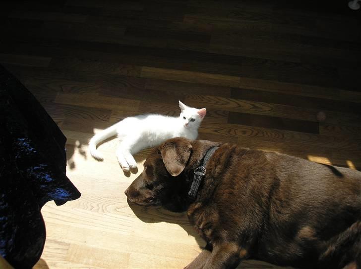 Huskat Kridte - Kridte der sover til middag hos Ballo billede 8