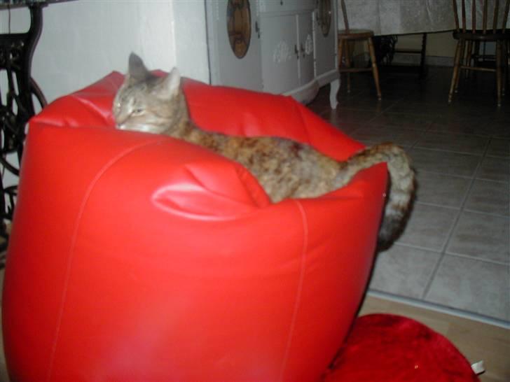 Huskat persillemis - mis i sækkestol:D billede 9