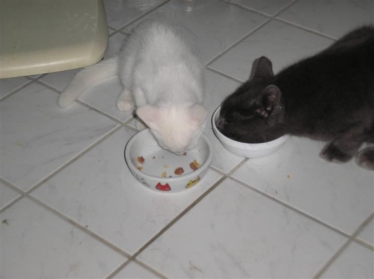 Huskat Kridte - Kridte og Lucky der spiser sammen... billede 9