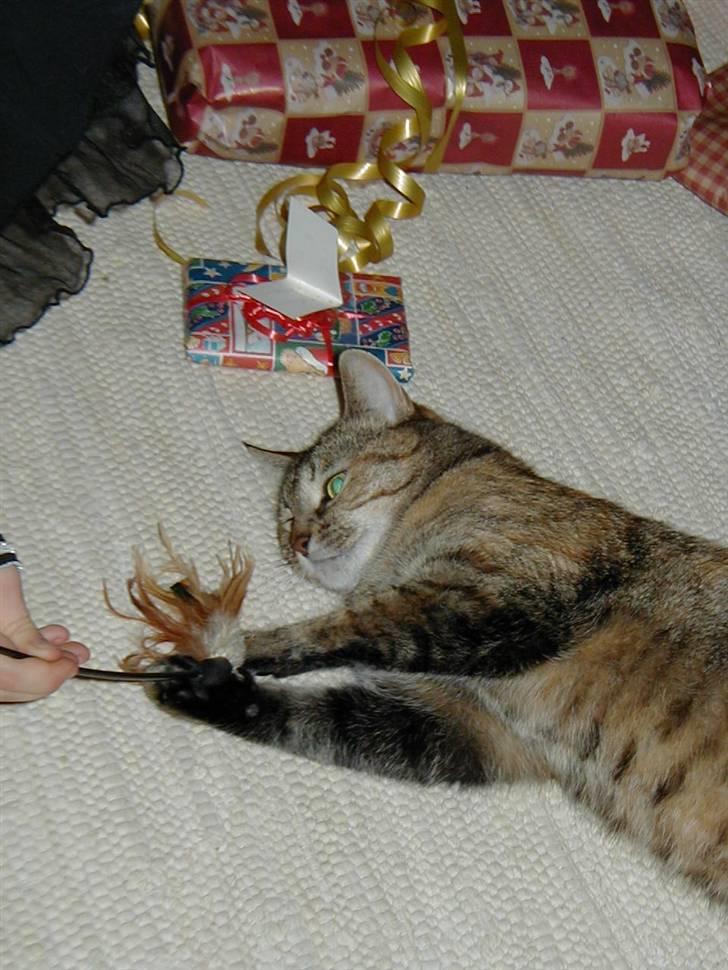 Huskat persillemis - persillemis leger med en af hendes julegaver:D billede 10
