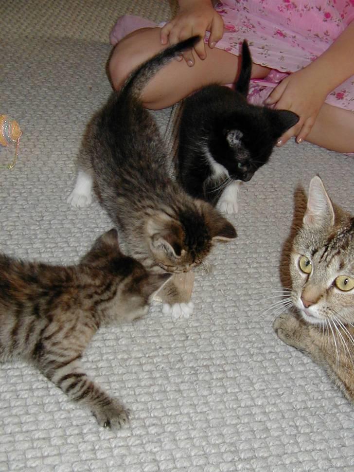 Huskat persillemis - mis med hendes 1 kuld killinger:P billede 11