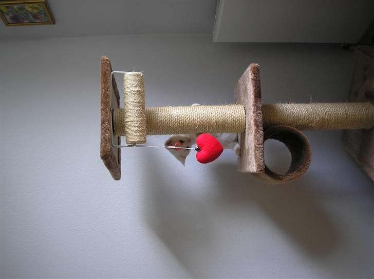 Huskat Kridte - "Jeg har fået legetøj..." billede 10