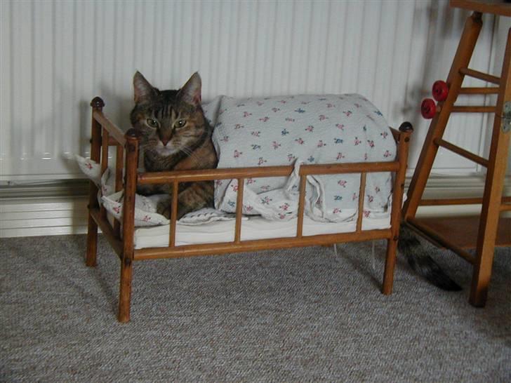 Huskat persillemis - jeg lagde kun dynen på hende!:P hun lagde sig selv:D billede 12