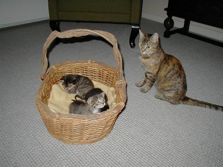 Huskat persillemis - er mine killinger ikke søde?:P billede 13