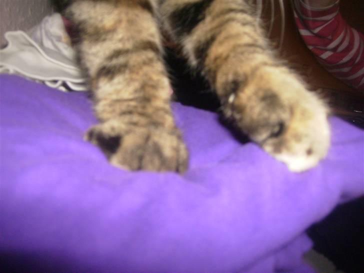 Huskat Luna - nogle poter? hehe upsii XD...<33<33 billede 13