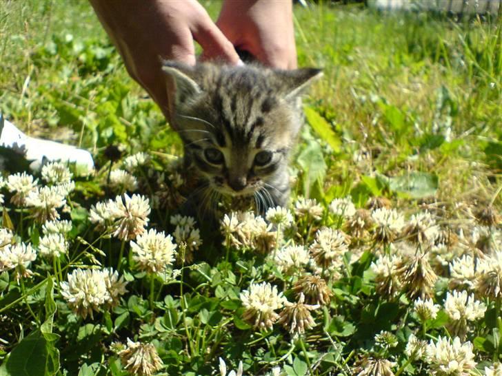 Huskat Frække - ummmm blomster! 5 uger billede 10