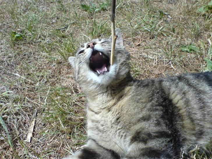 Huskat Fnuggi - smil! billede 2