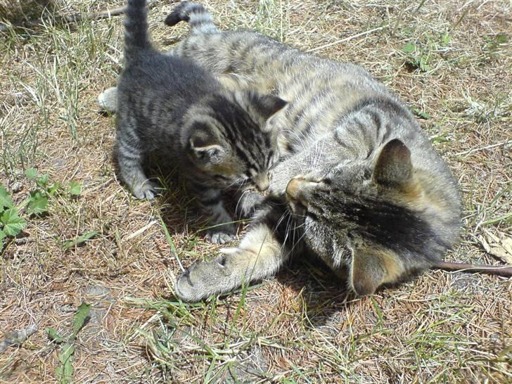 Huskat Fnuggi - Fnuggi og hendes killing Frække billede 3