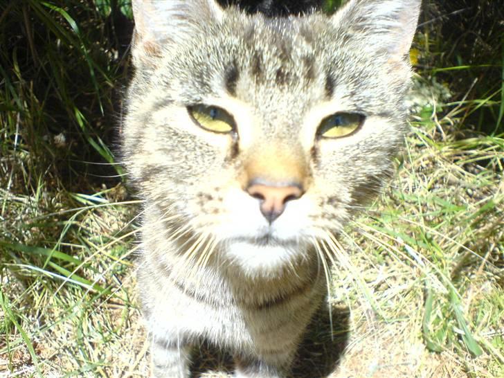 Huskat Fnuggi - er det leverpostej?! billede 4